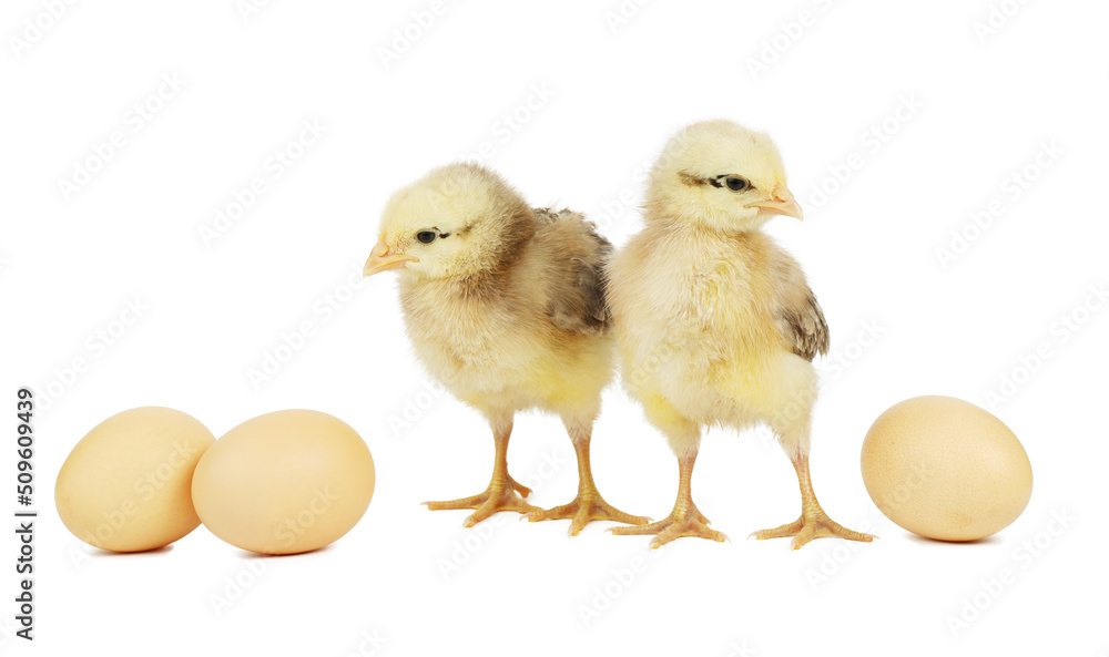 Two little chicks and eggs are cut out on a white background. Two little chicks and eggs are cut out on a white background.