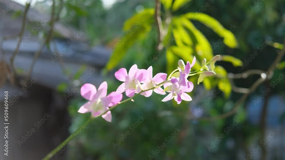 Pink orchid flowers in the garden with sunlight Pink orchid flowers in the garden with sunlight