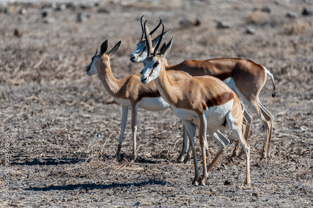 Closeup of a herd of Impalas - Aepyceros melampus- grazing on the plains of Etosha National Park, Namibia. Closeup of a herd of Impalas - Aepyceros melampus- grazing on the plains of Etosha National Park, Namibia.