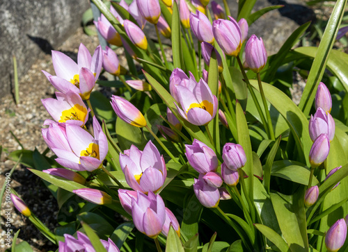 Картината върху платно Tulipa saxatilis, Liliaceae