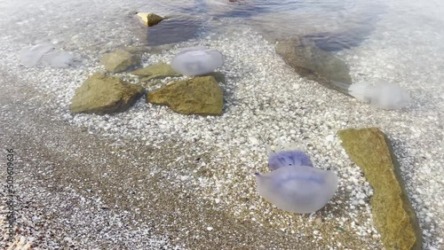 White and blue jellyfish swim near the shore in shallow water.