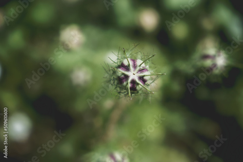 Close up of an unopened nigella flower
