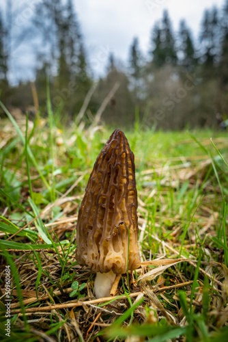 Fresh wild morel in the grass