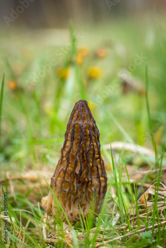 Fresh wild morel in the grass