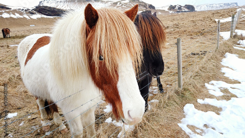 Icelandic horses are very unique creatures for the Iceland.. photo