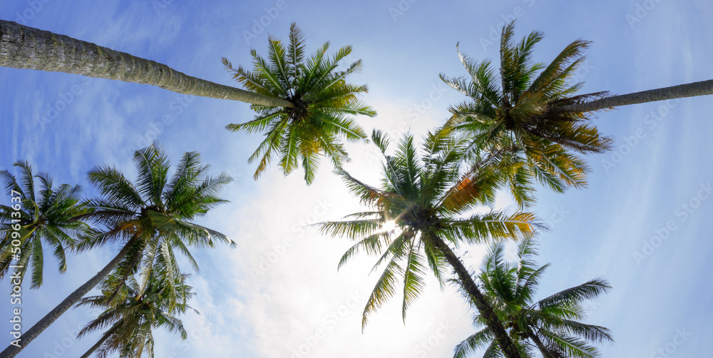 Naklejka premium Coconut or palm trees on beach in beautiful blue bright day
