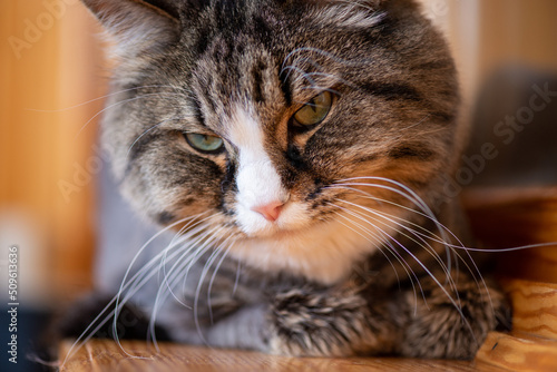 A domestic cat smiles at its owner portrait