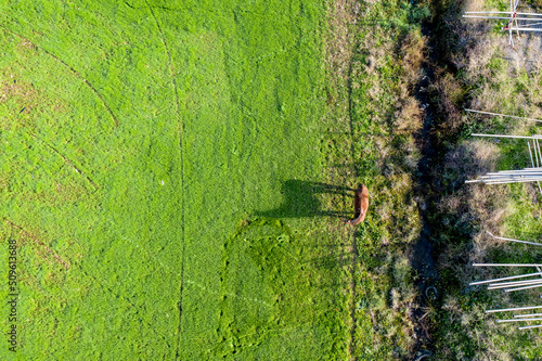 Drone view of horses grazing in the meadow at Kibbutz Yagur photo