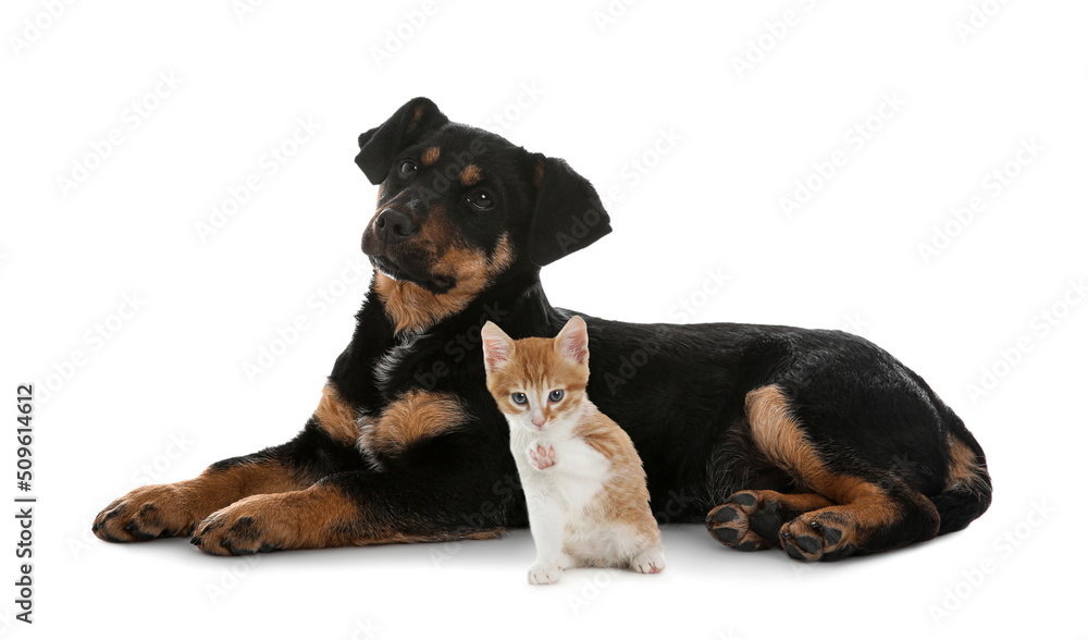 Cute cat and dog on white background. Animal friendship Cute cat and dog on white background. Animal friendship