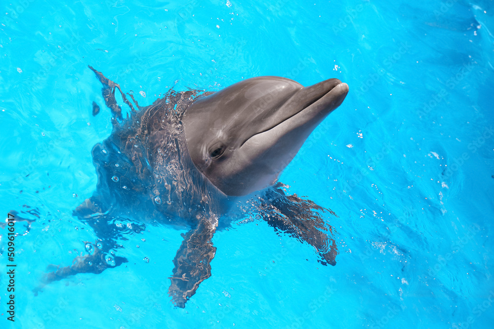 Obraz premium Dolphin swimming in pool at marine mammal park