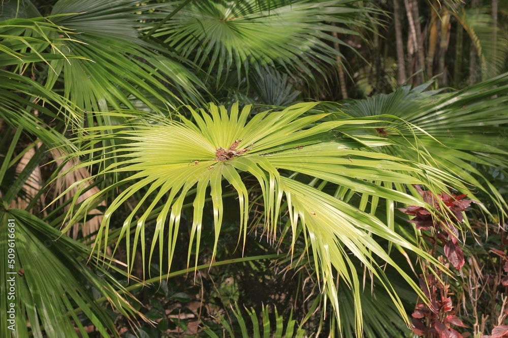 palm tree leaves palm tree leaves