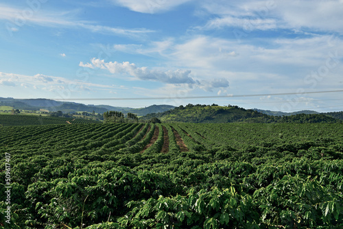 Vista das linhas de um cafezal   plantas de caf  