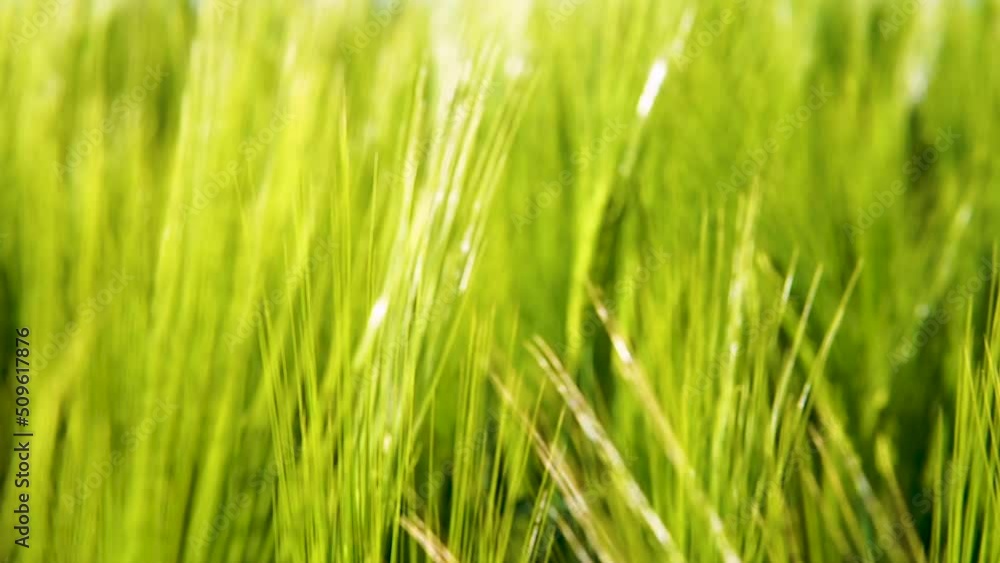 Close up view of Green ears of Grain in field, pannig from left to right Close up view of Green ears of Grain in field, pannig from left to right