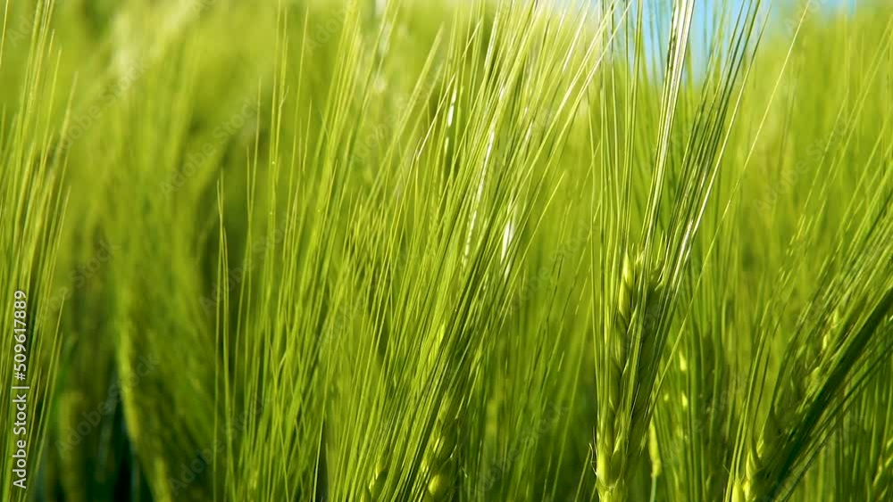 Healthy Green Ears of Barley in the, Abstract Nature Background Healthy Green Ears of Barley in the, Abstract Nature Background