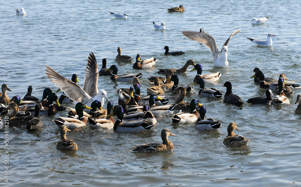 Birds of Ukraine. Swans, gulls and ducks - wintering waterfowl in the Black Sea Birds of Ukraine. Swans, gulls and ducks - wintering waterfowl in the Black Sea