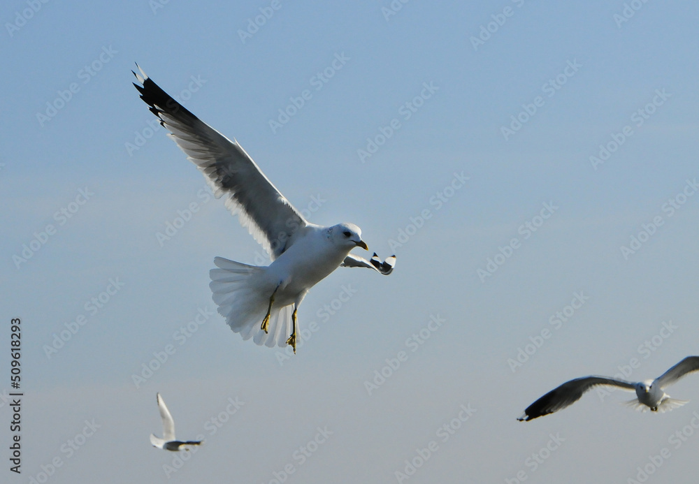 Birds of Ukraine.Gulls fly against the blue sky. Wintering waterfowl Birds of Ukraine.Gulls fly against the blue sky. Wintering waterfowl