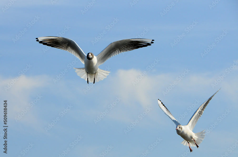Birds of Ukraine.Gulls fly against the blue sky. Wintering waterfowl Birds of Ukraine.Gulls fly against the blue sky. Wintering waterfowl