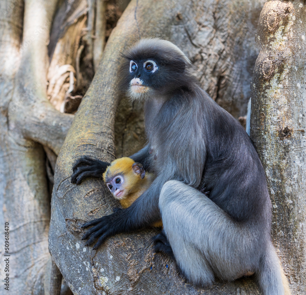 Yellow baby of Dusky langur or Leaf Monkeys and mother, rare wildlife in Thailand.