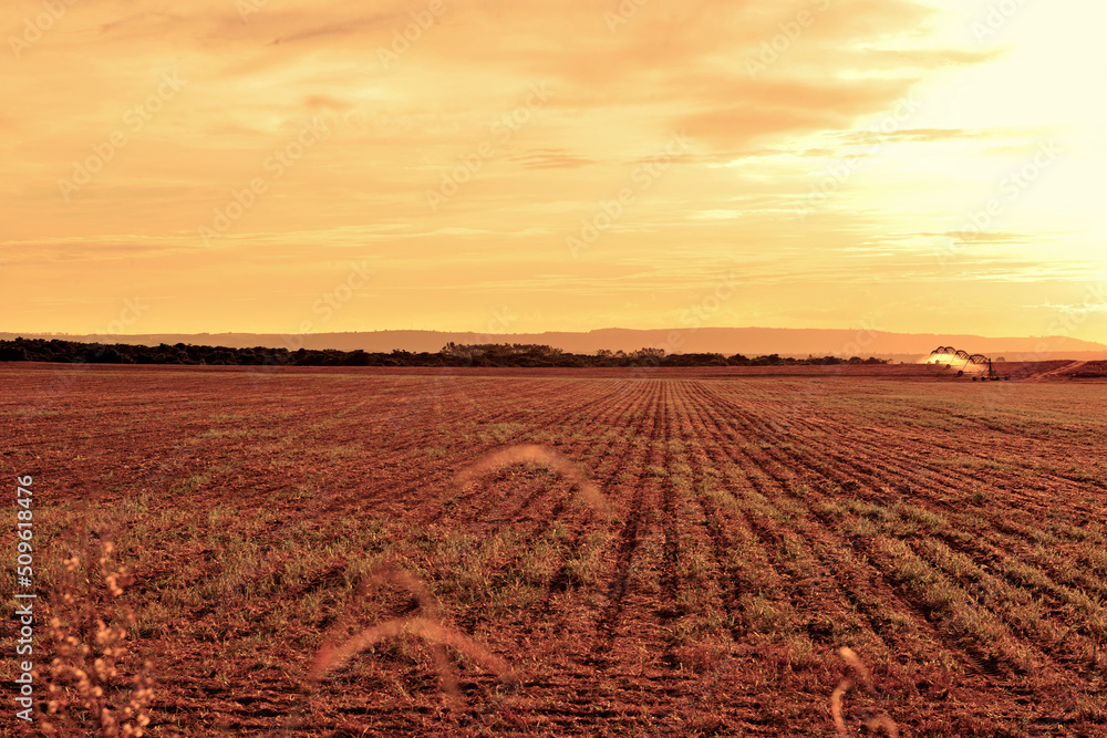 Campo arado com irrigação no por do sol
