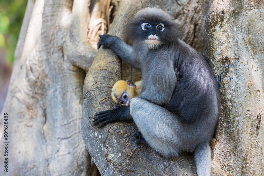 Yellow baby of Dusky langur or Leaf Monkeys and mother, rare wildlife in Thailand.