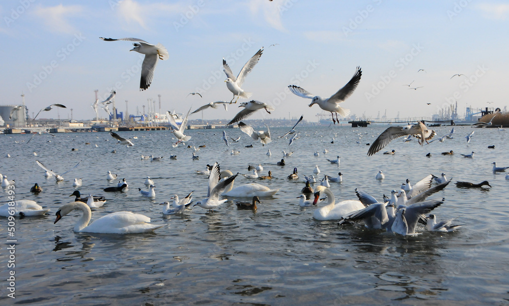 Birds of Ukraine. Swans, gulls and ducks - wintering waterfowl in the Black Sea Birds of Ukraine. Swans, gulls and ducks - wintering waterfowl in the Black Sea