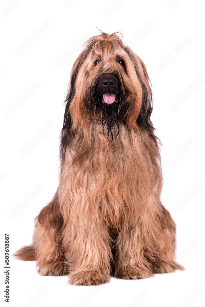 the portrait of Briard (Berger de Brie) Dog the portrait of Briard (Berger de Brie) Dog