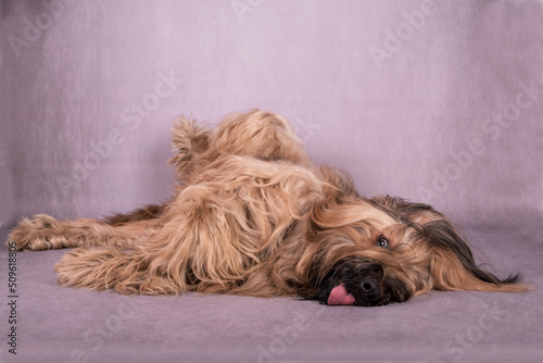 Foto the portrait of Briard (Berger de Brie) Dog