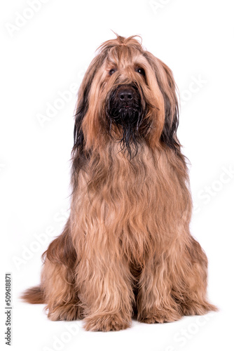 the portrait of Briard (Berger de Brie) Dog