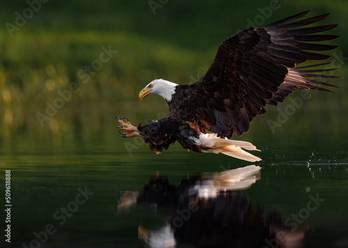 A Bald Eagle Fishing in Maine 