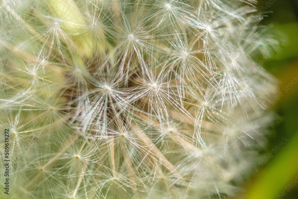 Fototapeta premium Dandelion outdoors. Summer plant close up. Detailed down on a dandelion