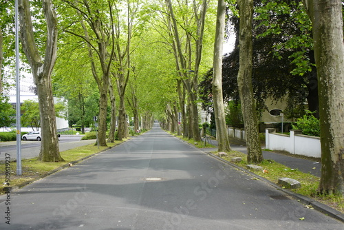 Avenue of plane trees in Unna  North Rhine-Westphalia  Germany.