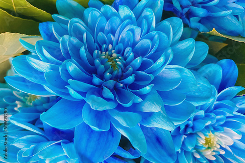 Flower up close. Bouquet of blue flowers. Beautiful flowers for background