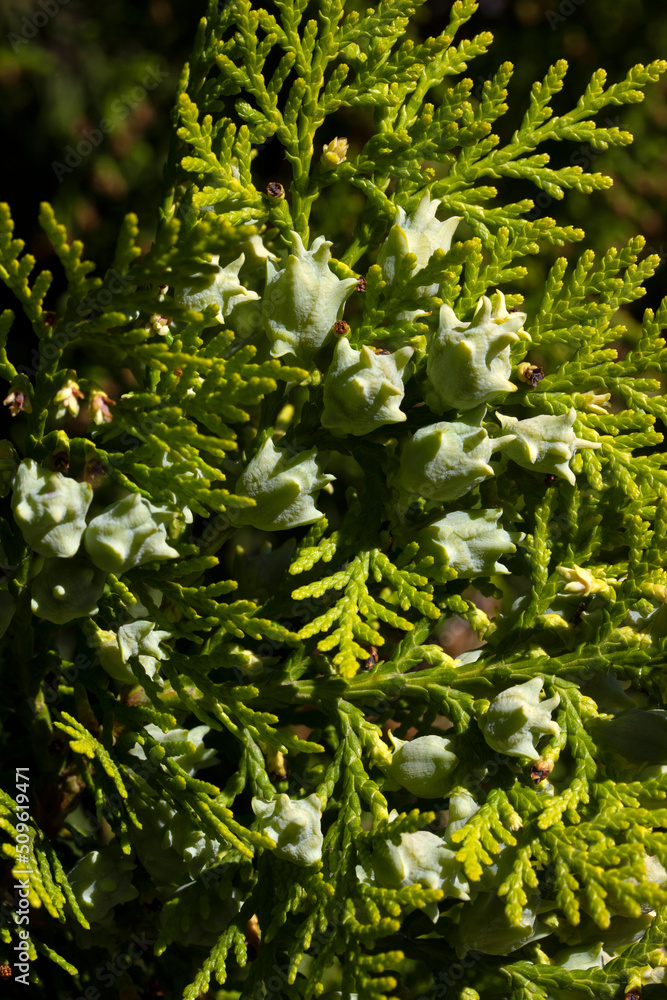 Thuja bush and its berries. Thuja bush and its berries.