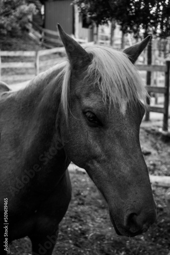 Horse Face © Thiago