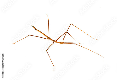  stick insect in studio photo