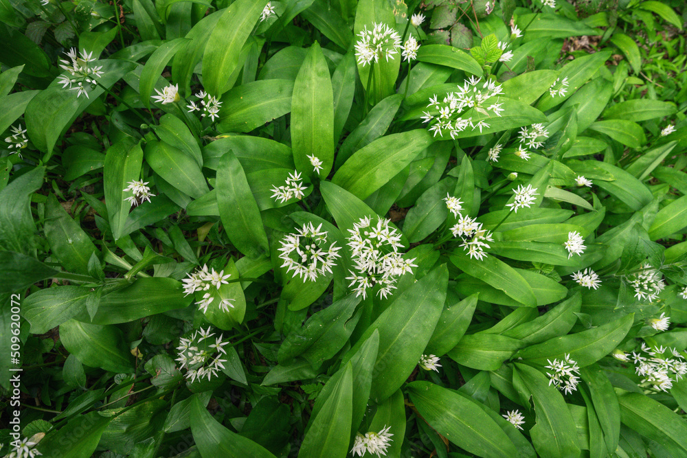Obraz premium Background of a flowering bush of wild garlic