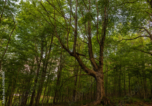 Fototapeta Naklejka Na Ścianę i Meble -  Background of a canopy of trees in a forest