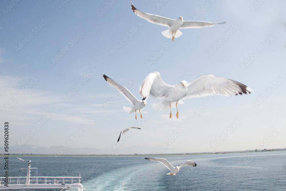 gulls following the ferry