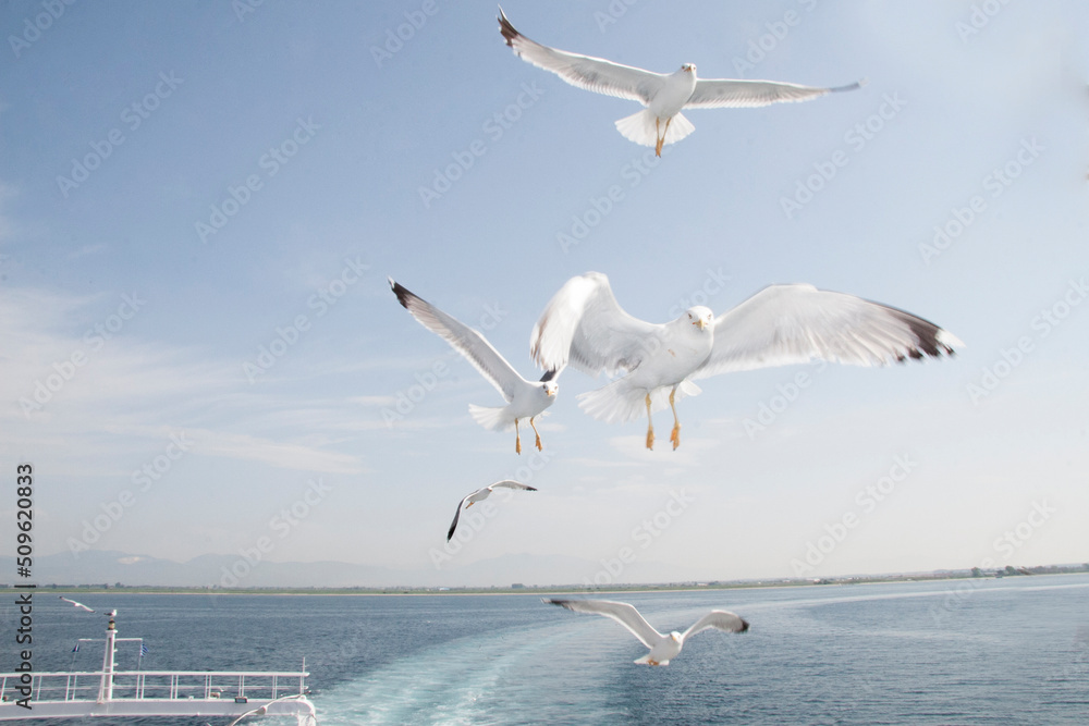 gulls following the ferry gulls following the ferry