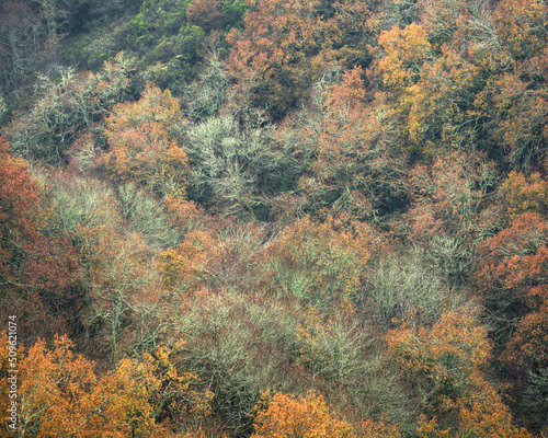 Golden of the autumn oaks mixes with the watery green of the lichen that covers the bare trees