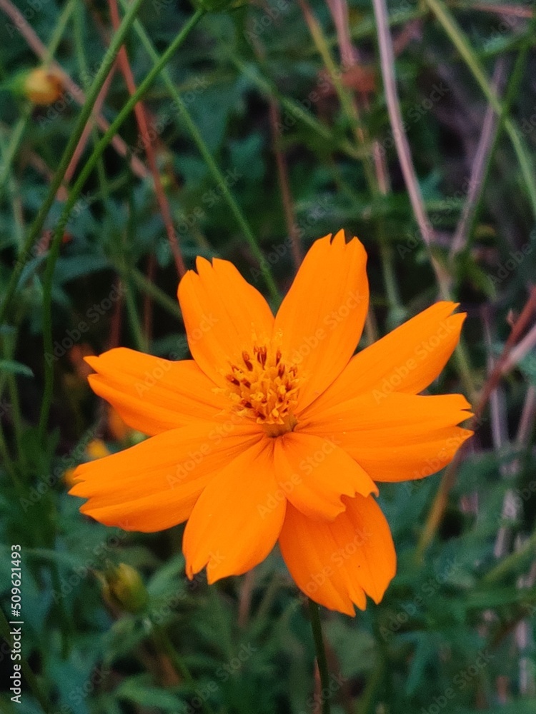 orange flower orange flower
