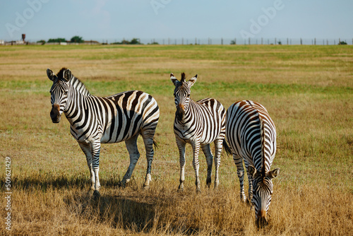 Zebras in the Askania-Nova Biosphere Reserve .Ukraine