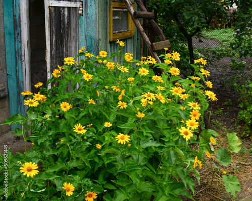Heliopsis flowers in sunny summer day grows near an old barn