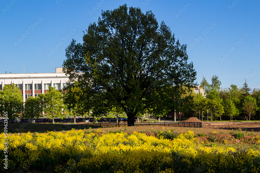 Spreading oak against the background of a yellow flowering field. Obninsk oak, one of the symbol of the city of Obninsk, Russia - May 2022