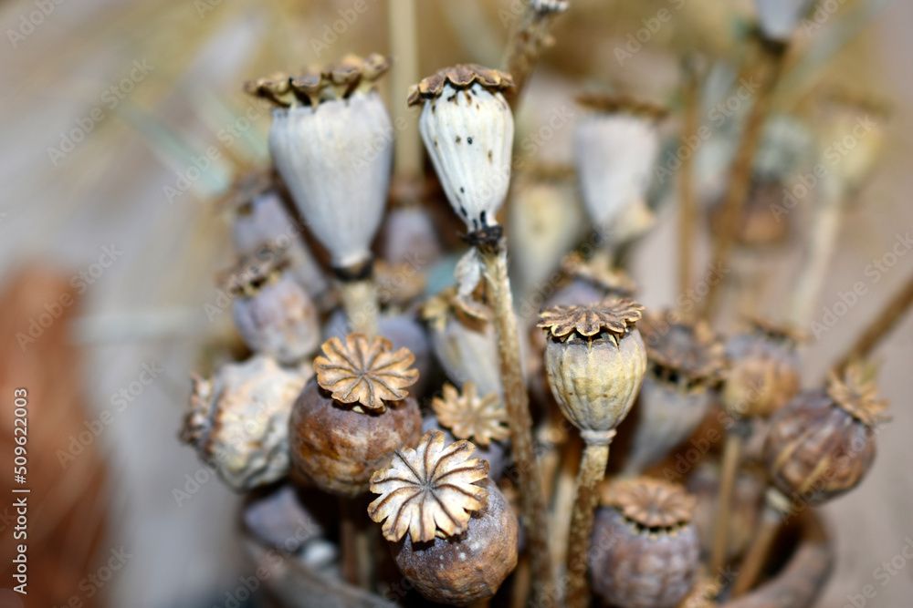 Dry poppy boxes decorative herbarium close-up Dry poppy boxes decorative herbarium close-up