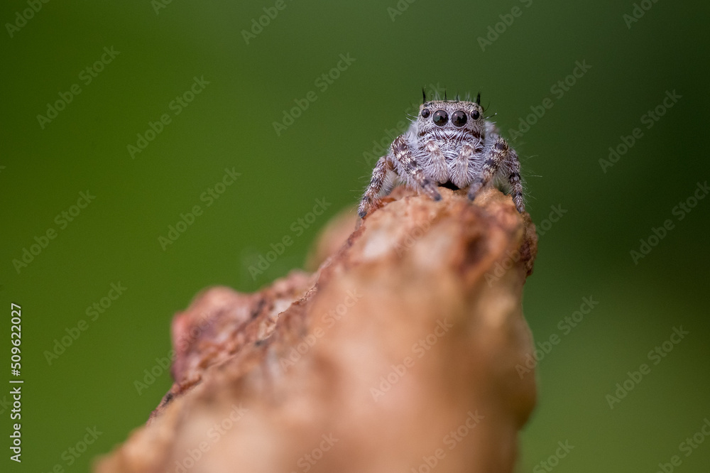 Obraz premium Jumping Spider