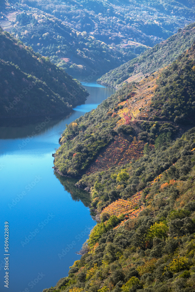 The Sil river under the slopes covered with yellow vineyards in autumn in the Ribeira Sacra
