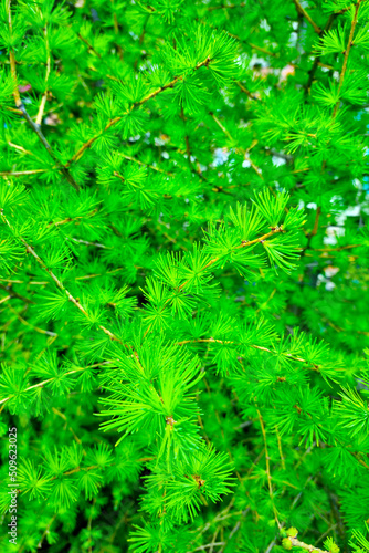 Beautiful green young background of greenery in the park. Texture of greenery.