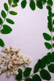 White acacia flowers on a white background