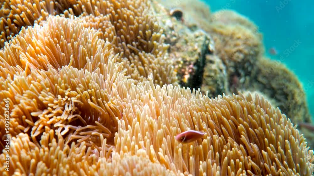 Cute anemone fish playing on the coral reef. Beautiful color clownfish on anemone, anemones on tropical coral reefs. Wonderful and beautiful underwater world with tropical fish Cute anemone fish playing on the coral reef. Beautiful color clownfish on anemone, anemones on tropical coral reefs. Wonderful and beautiful underwater world with tropical fish